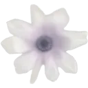 A white flower with soft petals and a dark center.