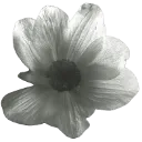 petalflower1