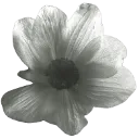 A grayscale flower with multiple petals fully bloomed.