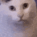 huh animated Discord emote - Maidens Madhouse