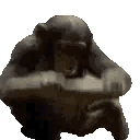 MODS animated emote | SEIVKO's Lounge