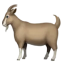 goat