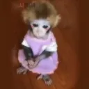 shymonkey