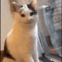 cathello animated emote from ＰＩＸＳＥＬ ＮＥＸＵＳ