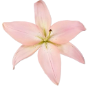 A single pink lily flower with delicate petals and a yellow center.