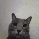 funnycat animated GIF emoji | ANAK LANGIT | Gaming ● Chill ● Fun ● Chatting ● Voice ● Community