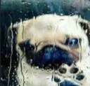 aaa_saddog