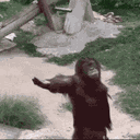 come_here_monkey