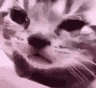 :crycat2: