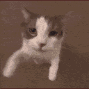 :cat_kiss: