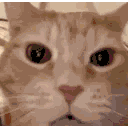 :laughing_cat: