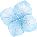 WCHydrangeaFlower