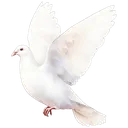 WCWDove