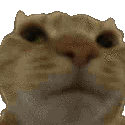 CatNo animated GIF emoji | 𝔱𝔥𝔢 𝔠𝔩𝔢𝔯𝔟 ˖𓍢ִ໋ ⾕⋆˙⟡