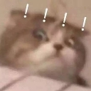 A blurry cat looking surprised with four white exclamation marks floating above its head.