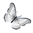 :009_butterflyfly5: