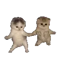 296917kittydance
