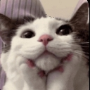 Cat resting its chin on its paws with a sweet and bashful expression.
