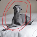 A greyhound dog lying on a white bed with a red circle drawn around its body.