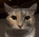 cookedcat
