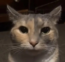 A gray and tan cat staring directly forward with wide, suspicious eyes.