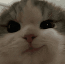 emojigg_Cat custom emote | Sapphic Kingdom
