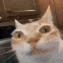 :catstare: