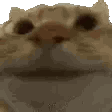 :catnodding: