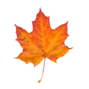 004_orange_leaf