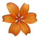 004_orange_lily