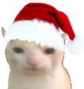 A cat with a blank, confused expression wearing a red and white Santa hat.