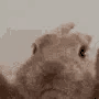 A brown rabbit rhythmically waving its paw up and down in a loop.