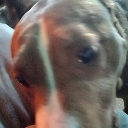 A close-up, slightly blurry dog face looking directly into the camera lens with a curious expression.