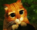 Cat with large, watery, pleading eyes looking upward with a soft expression.