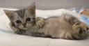 :Cat_rizz: