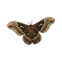 A brown moth with large, patterned wings spread wide against a dark background.