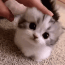 A fluffy gray and white kitten being petted on the head by a human hand.