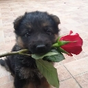 A fluffy German Shepherd puppy holding a single red rose in its mouth while looking at the camera.