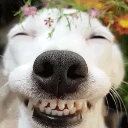 smiling_dog Discord sticker from 𝓢𝓲𝓷𝓷𝓮𝓻𝔃
