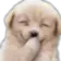 hehe_puppy