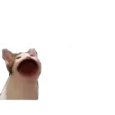 sfwpls