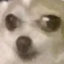weirdawkwarddog