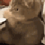 angrycat_ui