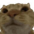 SLM_NoNo animated Discord emote - Starlit Meadow