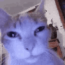 SLM_suspicious animated GIF emoji | Starlit Meadow