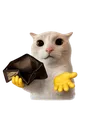 poorcat