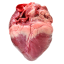 Anatomical human heart shown in realistic detail.