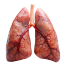 Human lungs shown in a realistic anatomical style with visible veins and tissue structure.