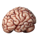 :brain: