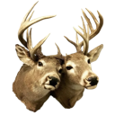 Two deer heads with antlers staring directly forward with a blank expression.
